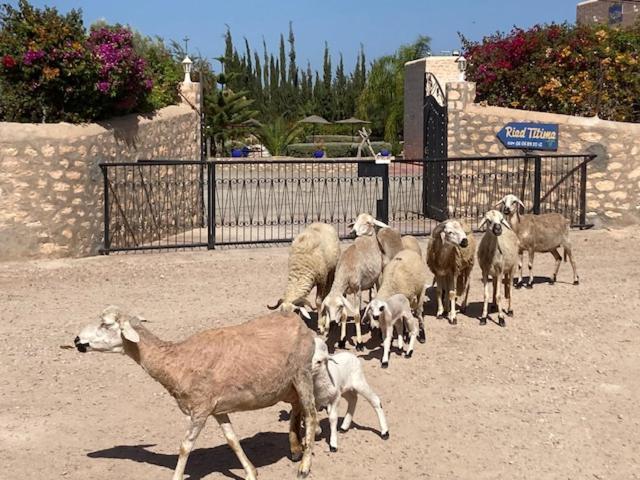 Riad Titima אסאוירה מראה חיצוני תמונה